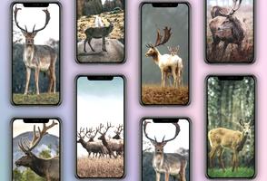 1 Schermata Deer Wallpapers