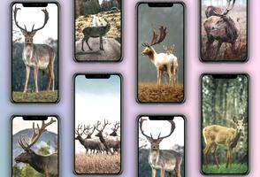 Deer Wallpapers screenshot 1