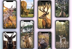 Deer Wallpapers-poster