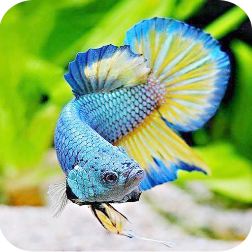 Betta Fish Wallpaper