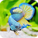 Betta Fish Wallpaper APK