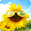 Sunflower Wallpapers