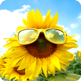 Sunflower Wallpapers 图标