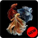Betta Fish Wallpaper APK