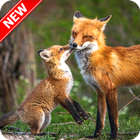 Fox Wallpaper icon