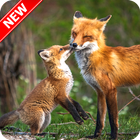 Fox Wallpaper-icoon