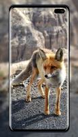 Fox Wallpaper screenshot 3