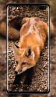 Fox Wallpaper تصوير الشاشة 2