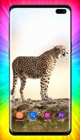 Cheetah Wallpapers ポスター