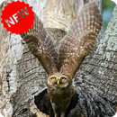 Owl Wallpaper APK