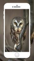 Owl Wallpaper Poster