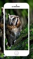 Owl Wallpaper captura de pantalla 1