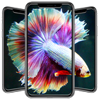 Betta Fish Wallpapers icône