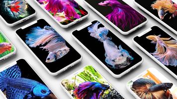 Betta Fish Wallpapers Affiche