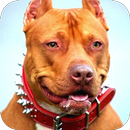 Pitbull Wallpaper APK