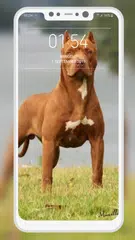 Baixar Pitbull Wallpaper APK
