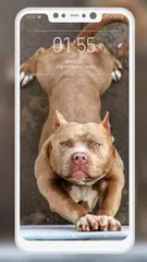 Baixar Pitbull Wallpaper APK