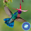 Hummingbird Wallpaper