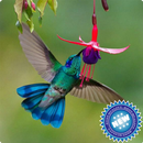 Hummingbird Wallpaper APK