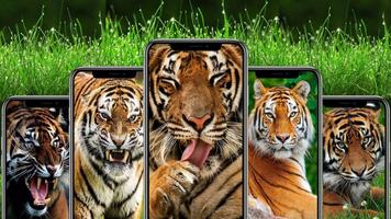 Tigers Wallpaper-poster