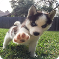Dog Wallpaper