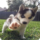Dog Wallpaper 아이콘