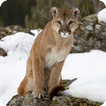 Puma Wallpaper