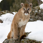 Puma Wallpaper icon