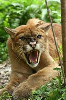 Puma Wallpaper screenshot 3