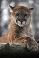 Puma Wallpaper screenshot 1