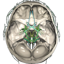 CT Scan Cross Sectional Anatom APK