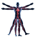 Anatomy & Physiology of The Hu APK