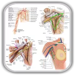 Скачать Anatomy Upper Limb and Thorax  APK