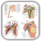 Anatomy Upper Limb and Thorax biểu tượng