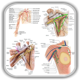 Anatomy Upper Limb and Thorax icono