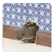 How to Get Rid of Rats guide