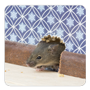 How to Get Rid of Rats guide APK