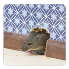 How to Get Rid of Rats icon