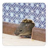 How to Get Rid of Rats icon