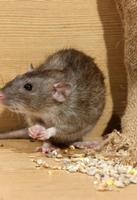 How to Get Rid of Rats poster