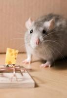 How to Get Rid of Rats screenshot 1