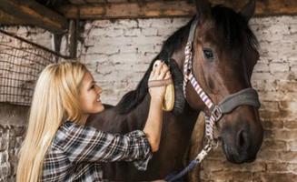 Comment former un cheval Ekran Görüntüsü 1