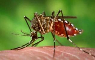 Home Remedies for Insect Bites Screenshot 2