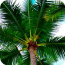 Palm Tree Wallpapers APK