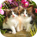 Cute Kitten Wallpaper APK