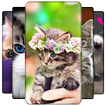 Kitten Wallpaper