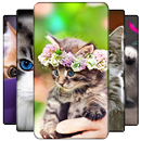 Kitten Wallpaper APK