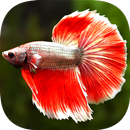 Betta Fish Wallpaper APK