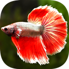 Betta Fish Wallpaper ikon