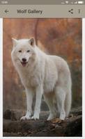Wolf Wallpapers screenshot 3